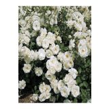 Nura Botanik Videolu Beyaz 1adet Sarmasık Çardak Gülü Fidanı Saksılı 60-120cm (ROSE ON A PERGOLA)