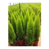 Nura Botanik Videolu Canlı Mis Kokulu Limoni Servi Çam Ağacı 30-60cm Saksılı tüplü (LEMON CYPRESS TREE)
