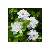 Nura Botanik Videolu Müthiş Kokulu Salon Bitkisi Gardenya Çiçeği 1 Adet Saksılı 30-40cm (GARDENİA FLOWER)