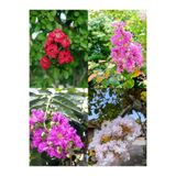 Nura Botanik Videolu Oya Ağacı Fidanı Paketi, 4 Adet Saksılı, 50-70 cm, Lagerstroemia Indica