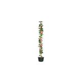Nura Botanik Videolu Pembe Gül Fidanı Yediveren Sarmaşık Mis Kokulu 70-110 Cm 3 Adet Saksılı Climbing Pink Rose