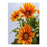 Nura Botanik Videolu Turuncu Gazanya (5 15 CM)10 Adet Saksılı/ Tüplü Çiçekli Bodur Bitki Gazania
