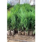 Nura Botanik Videolu Yeşil Yapraklı Leylandi Fidanı (10 25 CM)40 Adet Tüplü Dış Mekan Ağaç Cupressus Leylandii
