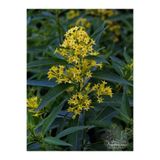 Nura Botanik Videolu Yoğun Kokulu Melisa Parfüm Çiçeği Bitkisi 1 Adet Saksılı/ Tüplü 40-60 Cm (CESTRUM PARQUİ)