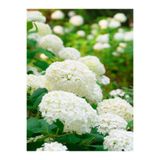 Nura Botanik Videoluçınar Kartopu Çiçeği Fidanı, 50-60 cm, 1 Adet, Tüplü/Saksılı, Dış Mekan Hydrangea (Hortensia), Çok Renkli