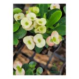 Nura Botanik White Euphorbia Milii Dikenler Tacı Çiçeği, Beyaz, 10-15 cm