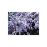 Nura Botanik Wisteria Sinensis Kokulu Çin Morsalkım Mor Salkım Fidanı, 40-60 cm