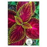 Nura Botanik Yaprak Güzeli Çiçeği (Coleus) 1 Adet, 10-20 cm, Kırmızı-Sarı