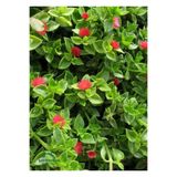 Nura Botanik Yayılıcı Pembe Buz Çiçeği, 5 Adet Saksılı, 10-20 cm, Delosperma