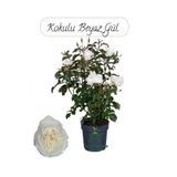Nura Botanik Yediveren Beyaz Gül Çiçeği Fidanı, 30-50 cm, Saksıda