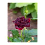 Nura Botanik Yediveren Bordo Kokulu Gül Fidanı, 2 Adet, Saklı/Tüplü, 45-65 cm, Çok Renkli