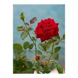 Nura Botanik Yediveren Fuji Kokulu Gül Fidanı, 30-65 cm, Saksılı Aşılı Rose Bush, Kırmızı