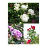 Nura Botanik Yediveren Gül Fidanı, Kırmızı Beyaz Lila Çeşitli, 3 Adet, 25-60 cm, Saksılı