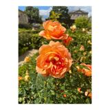 Nura Botanik Yediveren Kavuniçi Renginde Gül Fidanı, 30-50 cm, 2 Adet Saksılı Aşılı Rose