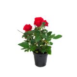Nura Botanik Yediveren Kırmızı Gül Fidanı, 1 Adet, Saksılı, 10-15cm, Bahçe Bitkisi