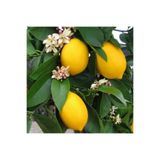 Nura Botanik Yediveren Limon Fidanı, 2 Yaş Aşılı, 90-150 cm, Tüplü