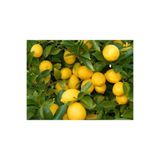 Nura Botanik Yediveren Limon Fidanı, Ev İçerisinde Saksı Yetiştiriciliğine Uygun