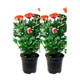 Nura Botanik Yediveren Somon Rengi Gül Fidanı, 2 Adet, Saksılı/Tüplü, 30-55 cm, Bahçe Bitkisi
