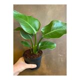 Nura Botanik Yellow Euphorbia milii Sarı Renk Dikenler Tacı Çiçeği Saksılı 15-30cm