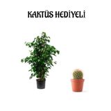 Nura Botanik Yeşil Benjamin Bitkisi, Kaktüs Hediyeli