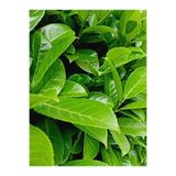 Nura Botanik Yeşil Çıtır Taflan Çiçeği Fidanı, 20-40 cm, Tüplü, Euonymus