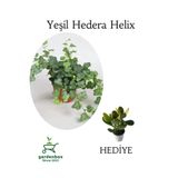 Nura Botanik Yeşil Hedera Helix Ağaç Sarmaşığı, 1 Adet, Saksılı, 30-50 cm, Para Yeşim Çiçeği ile Kombo