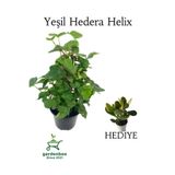 Nura Botanik Yeşil Hedera Helix Duvar Sarmaşığı, 30-50 cm, Saksılı, Yeşim Para Çiçeği Hediye
