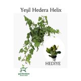 Nura Botanik Yeşil Hedera Helix Sarmaşığı, 30-40 cm, Saksılı, Yeşim Para Çiçeği ile Kombo