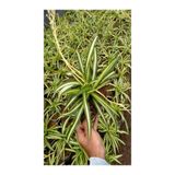 Nura Botanik Yeşil Kurdele Çiçeği Chlorophytum Comosum İç Mekan Çiçeği 20-30cm, Çok Renkli