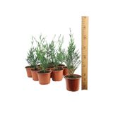 Nura Botanik Yeşil Leylandi Fidanı, 25-35 cm, 10 Adet Tüplü, Cupressus