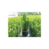 Nura Botanik Yeşil Taflan Çiçeği Fidanı, 40-60cm, Saksılı, Euonymus Japonicus