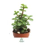 Nura Botanik Yeşim Çiçeği (Crassula) 8,5 Saksıda, 10-15 cm, Yeşil