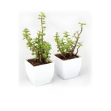 Nura Botanik Yeşim Para Çiçeği (Crassula) 2 Adet Dekoratif Canlı Bitki 10-15 cm