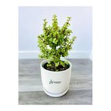 Nura Botanik Yeşim Para Çiçeği (Portulacaria afra) 15-30 cm Saksılı Yenilebilir Salon Bitkisi