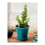 Nura Botanik Yeşim Para Çiçeği Saksılı, 15-30 cm, Portulacaria afra, Ofis ve Ev İçin