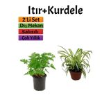 Nura Botanik Yoğun Kokulu Itır Çiçeği 10-20 cm + Kurdela 5-10 cm, 2'li Set, Dış Mekan Bitkisi
