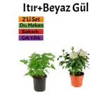Nura Botanik Yoğun Kokulu Itır Çiçeği + Beyaz Gül Fidanı, 15-25 cm, Saksılı, 2'li Set