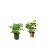 Nura Botanik Yoğun Kokulu Itır Çiçeği + Sarı Gül Fidanı Saksılı, 15-25 cm, Dış Mekan Bitkileri, 2'li Set