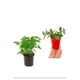 Nura Botanik Yoğun Kokulu Itır Gül Damlası + Buz Çiçeği, 5-15 cm, Saksılı Dış Mekan Bitkileri, 2'li Set