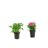 Nura Botanik Yoğun Kokulu Itır + Pembe Gül Fidanı, 10-15 cm, Saksılı Dış Mekan Bitkileri, 2'li Set