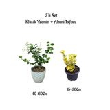 Nura Botanik Yoğun Kokulu Klasik Yasemin Çiçeği + Altuni Taflan Çit Bitkisi 2'li Set, 40-60cm ve 15-30cm