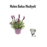 Nura Botanik Yoğun Kokulu Lavanta Çiçeği Fidanı, Helen Saksı Hediyeli, Çiçekli Bodur Bitki
