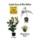 Nura Botanik Yoğun Kokulu Leylak Ağacı Fidanı, Mor Salkım Ağacı Fidanı, Mezem Çiçeği Hediyeli Peyzaj Seti, 30-60 cm