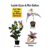 Nura Botanik Yoğun Kokulu Leylak Ağacı Fidanı, Mor Salkım Ağacı Fidanı, Telgraf Çiçeği Hediyeli Peyzaj Seti, 30-60 cm