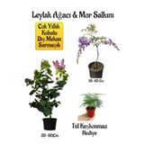 Nura Botanik Yoğun Kokulu Leylak Ağacı Fidanı, Mor Salkım Ağacı Fidanı, Tül Kuşkonmaz Hediyeli Peyzaj Seti, 30-60 cm