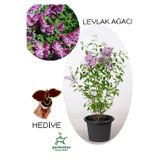 Nura Botanik Yoğun Kokulu Leylak Çiçeği Fidanı, Saksılı, 30-60 cm, Yaprak Güzeli Hediye Seti