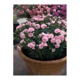 Nura Botanik Yoğun Kokulu Şeker Pembe Karanfil Çiçeği, Bodur Tür, 15-25cm, Pink Dianthus