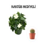 Nura Botanik Yoğun Mis Kokulu Gardenya Çiçeği, Kaktüs Hediyeli, Bodur Çiçekli Bitki