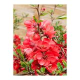 Nura Botanik Yörük Gelini Ağacı Fidanı, 40-70cm, Çok Renkli, Japanese Quince Süs Bitkisi