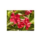 Nura Botanik Zakkum Çiçeği Fidanı, Kırmızı Renk, 60-100 cm, Tüplü, Dış Mekan Red Oleander